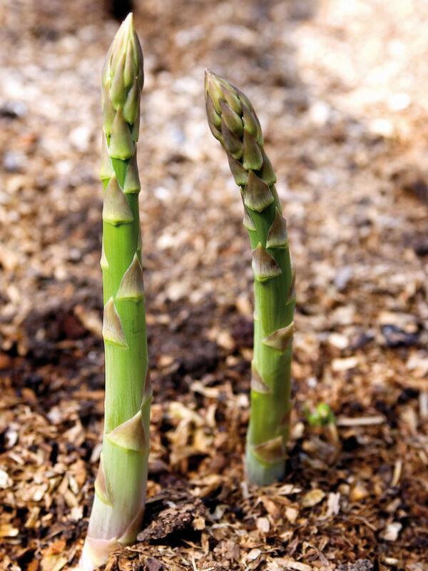 Asparagus Connovers Colossal
