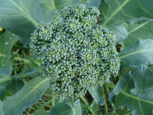 Broccoli De Ciccio Organic