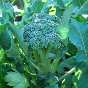 Broccoli Waltham 29 Organic