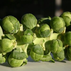 Brussel Sprout Brilliant F1