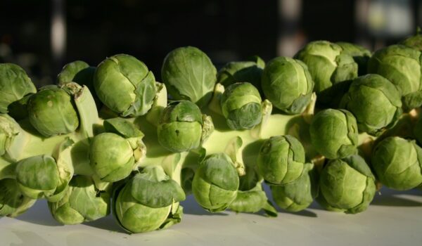 Brussel Sprout Brilliant F1