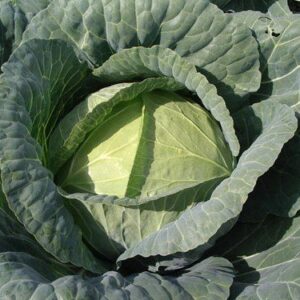 Cabbage Brunswick Heirloom