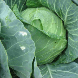 Cabbage Golden Acre