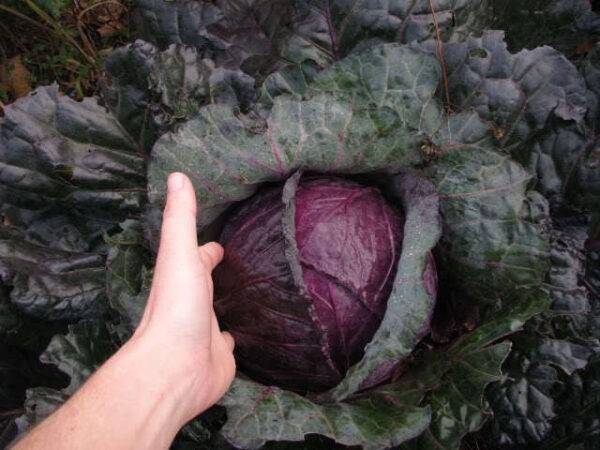 Cabbage Mammoth Red Rock