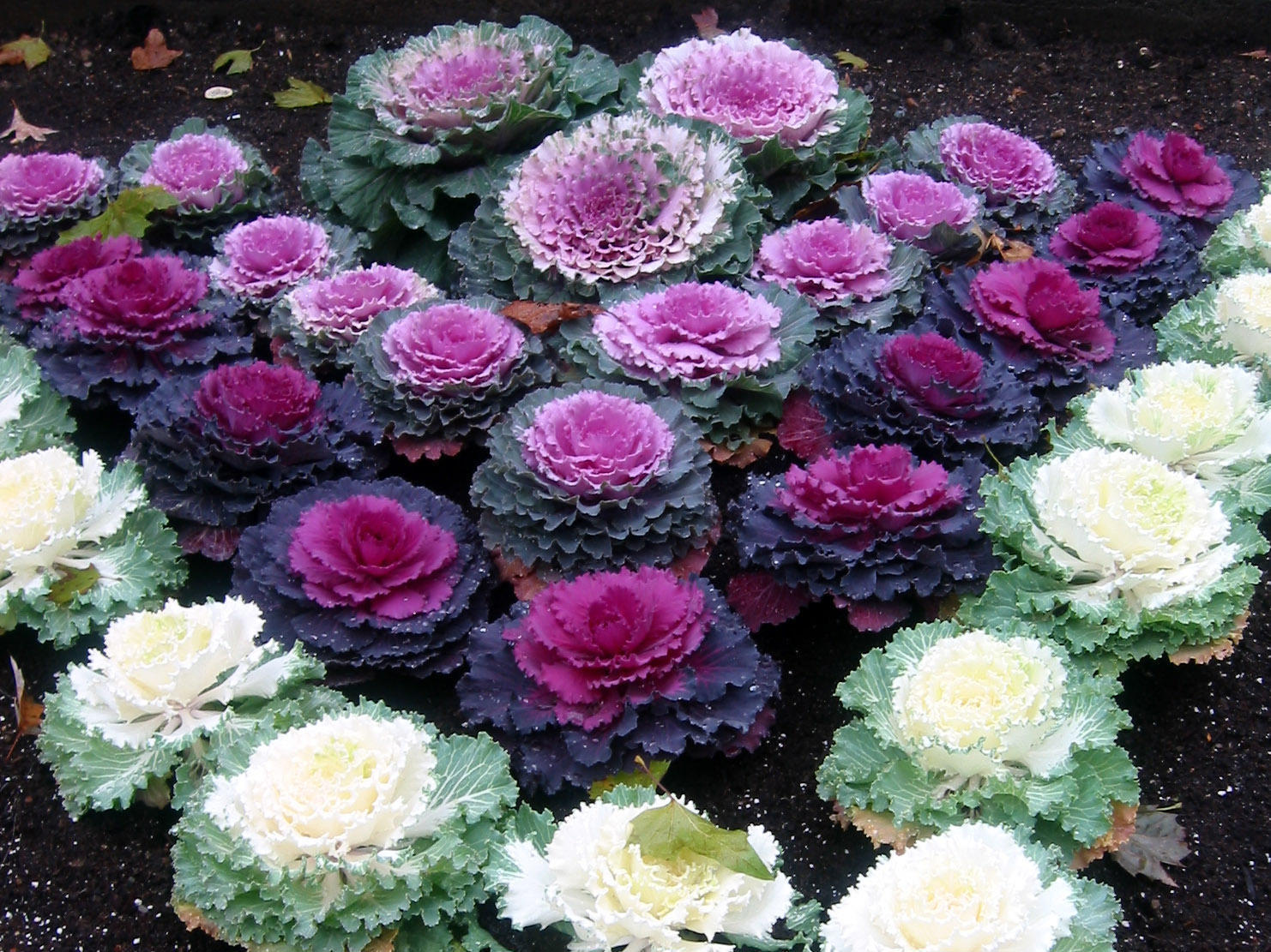 cabbage ornamental mix cabbage ornamental mix flowers cabbage ornamental mix cabbage ornamental mix cabbage ornamental mix flowers cabbage ornamental mix