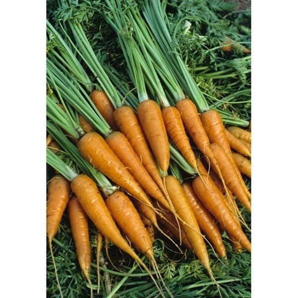 Miniature Carrot Little Finger Organic