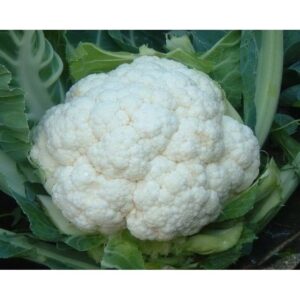Cauliflower Self Blanche Organic