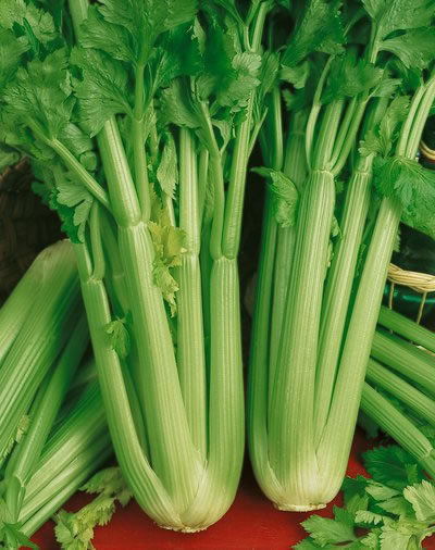 Celery Utah 52-70