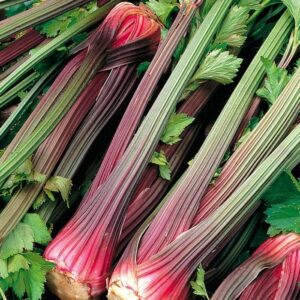 Celery Red Stalk Organic