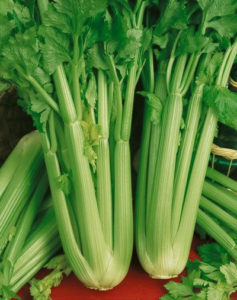 Celery Utah 52-70 Organic