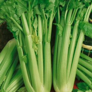 Celery Utah 52-70 Organic