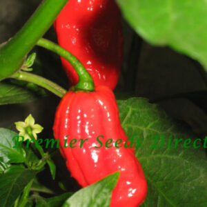 Hot Chilli Pepper Bhut Jolokia Red
