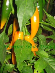 Hot Chilli Pepper Bulgarian Carrot