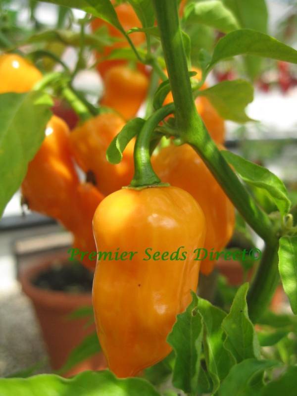 Hot Chilli Pepper Habanero Orange Premier Seeds Direct
