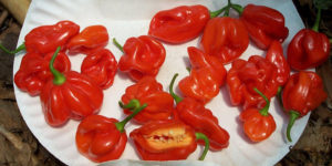 Hot Chilli Pepper Habanero Tobago Seasoning