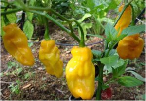 Hot Chilli Pepper Habanero Yellow Very Hot