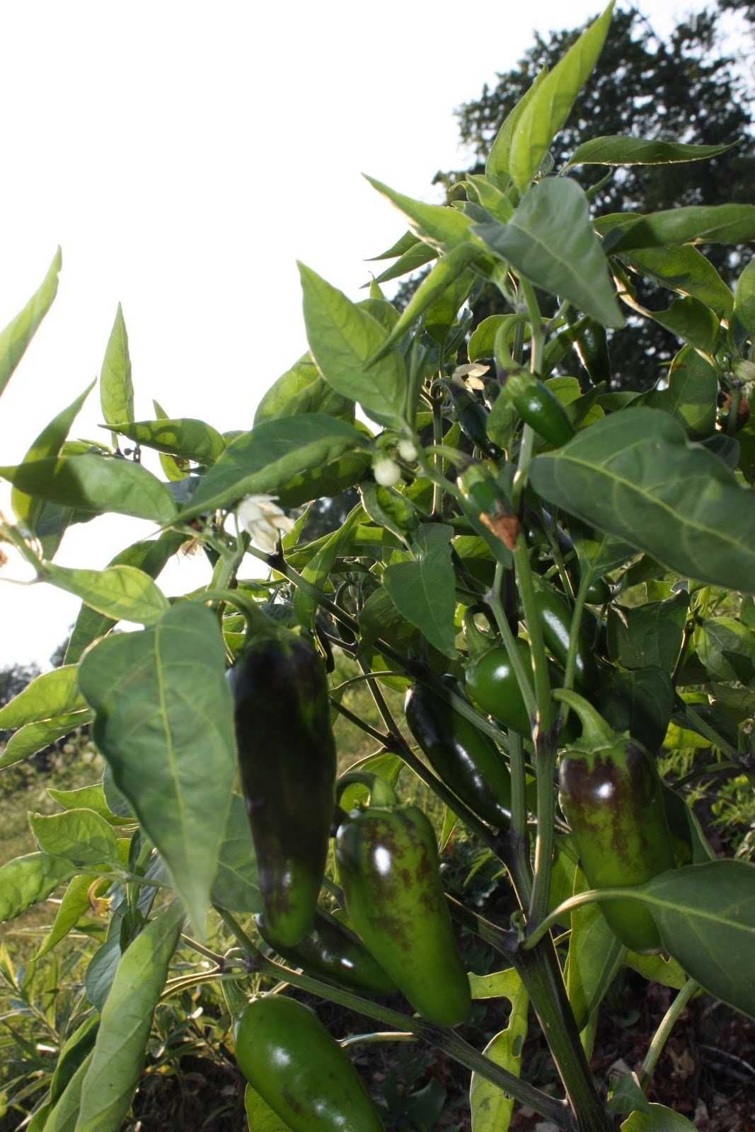Hot Chilli Pepper Jalapeno Early Pepper Hot Premier Seeds Direct ltd