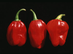 Hot Chilli Pepper Numex Suave Red