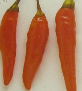 Hot Chilli Pepper Orange Cayenne
