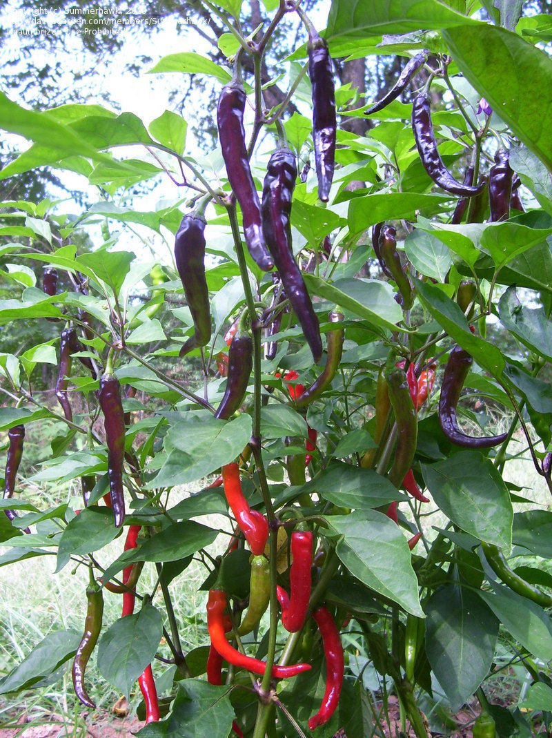 Hot Chilli Pepper Purple Cayenne Pepper Hot Premier Seeds Direct ltd