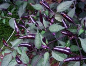 Hot Chilli Pepper Zimbabwe Black
