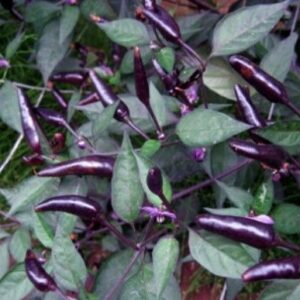 Hot Chilli Pepper Zimbabwe Black