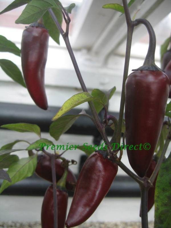 Hot Chilli Pepper Black Hungarian Organic