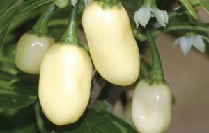 Hot Chilli Pepper Habanero White Organic