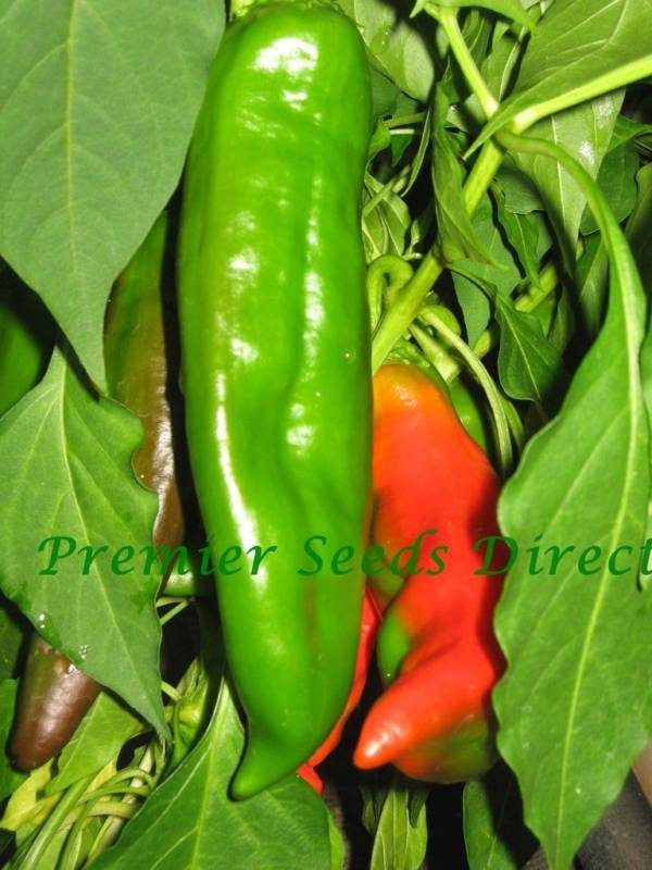 Hot Chilli Pepper Numex Big Jim Organic