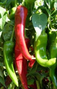 Hot Chilli Pepper Numex Sandia Organic