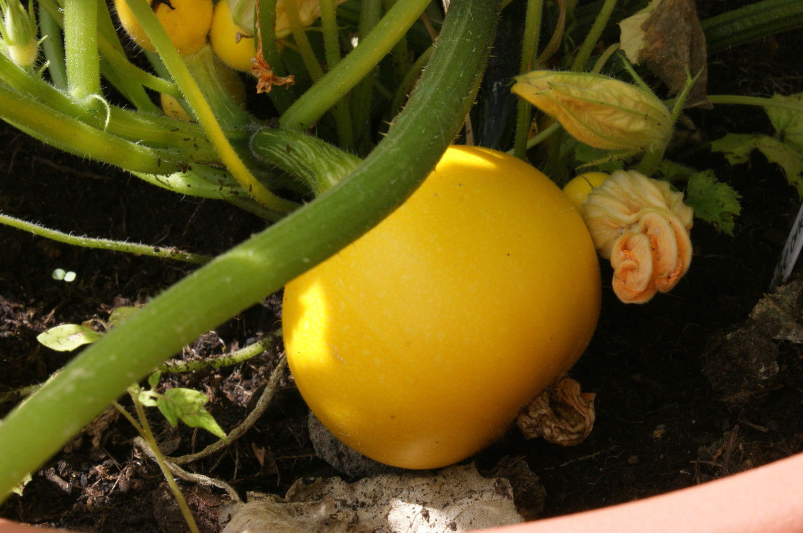 Courgette Yellow One Ball F1 Courgette Premier Seeds Direct ltd