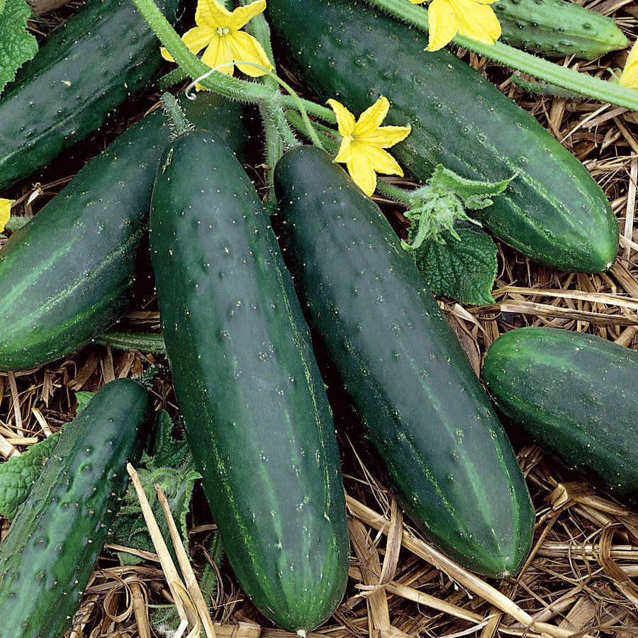 Premier Seeds Direct ORG043 Cucumber Spacemaster 80 Organic Seeds Pack of 30
