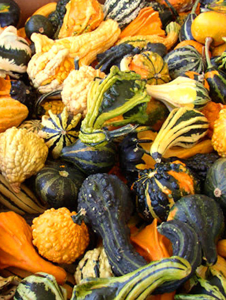 Ornamental Gourd Small Mixed