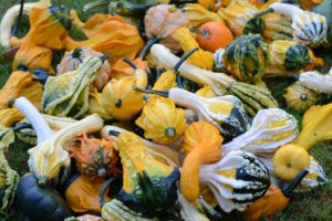 Gourd Warty Mixed