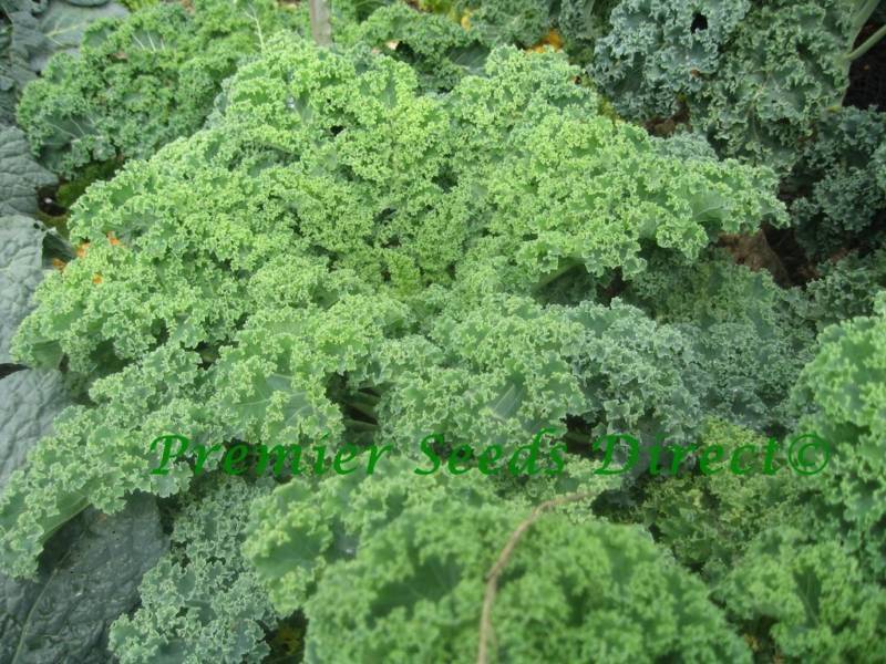 Kale Borecole Vates Blue Curled Kale Premier Seeds Direct ltd
