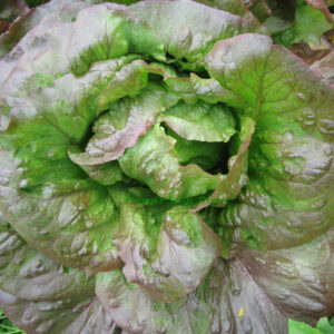 Lettuce Red Cimmaron Romaine