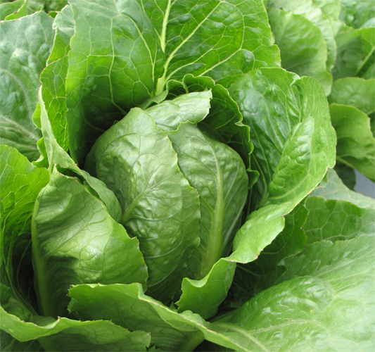 Lettuce Romaine Jericho Lettuce Premier Seeds Direct ltd