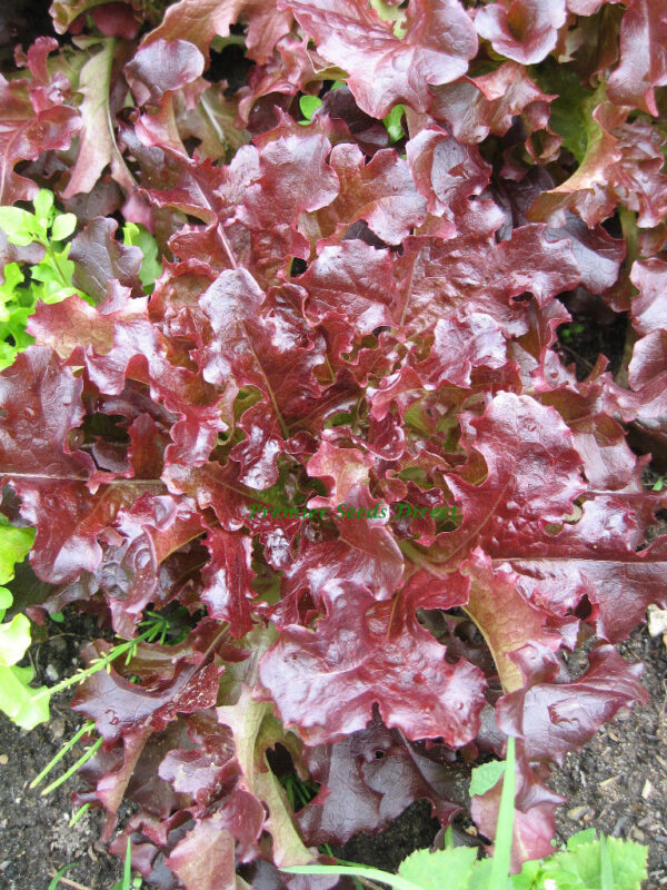Organic Lettuce Red Oakleaf