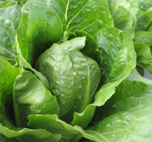 Lettuce Romaine Jericho Organic