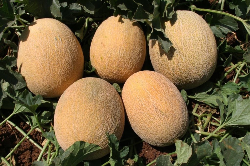 Melon Ananas Melon Premier Seeds Direct ltd