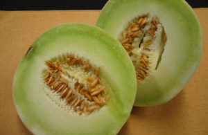 Melon Honeydew