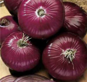 Onion Red Amposta