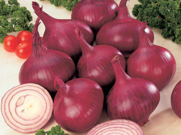 Onion Red Burgundy