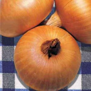 Onion Stuttgart Organic