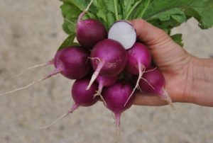Radish Plum Purple Organic