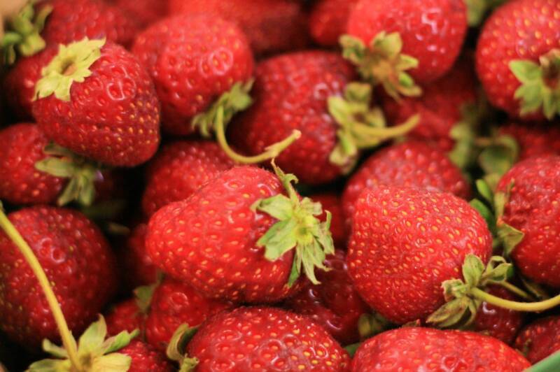Strawberry Four Seasons Strawberry Premier Seeds Direct ltd