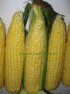 Sweetcorn Early Extra Sweet Northen