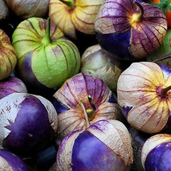 Tomatillo Purple Physalis Ixocarpa Premier Seeds Direct