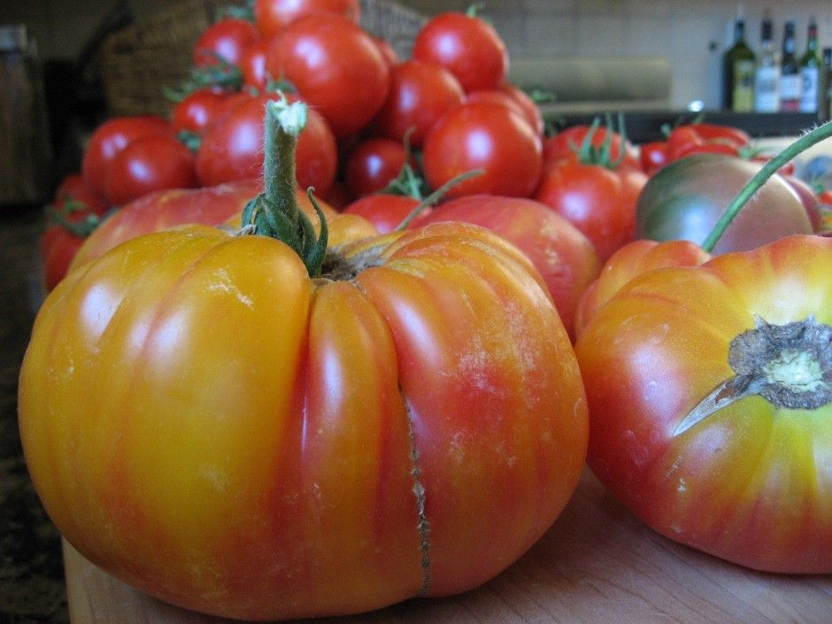 Tomato Beefsteak Mr Stripey Tomato Premier Seeds Direct ltd