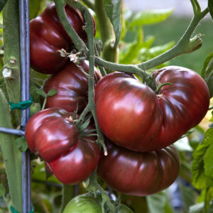 Tomato Black Krim